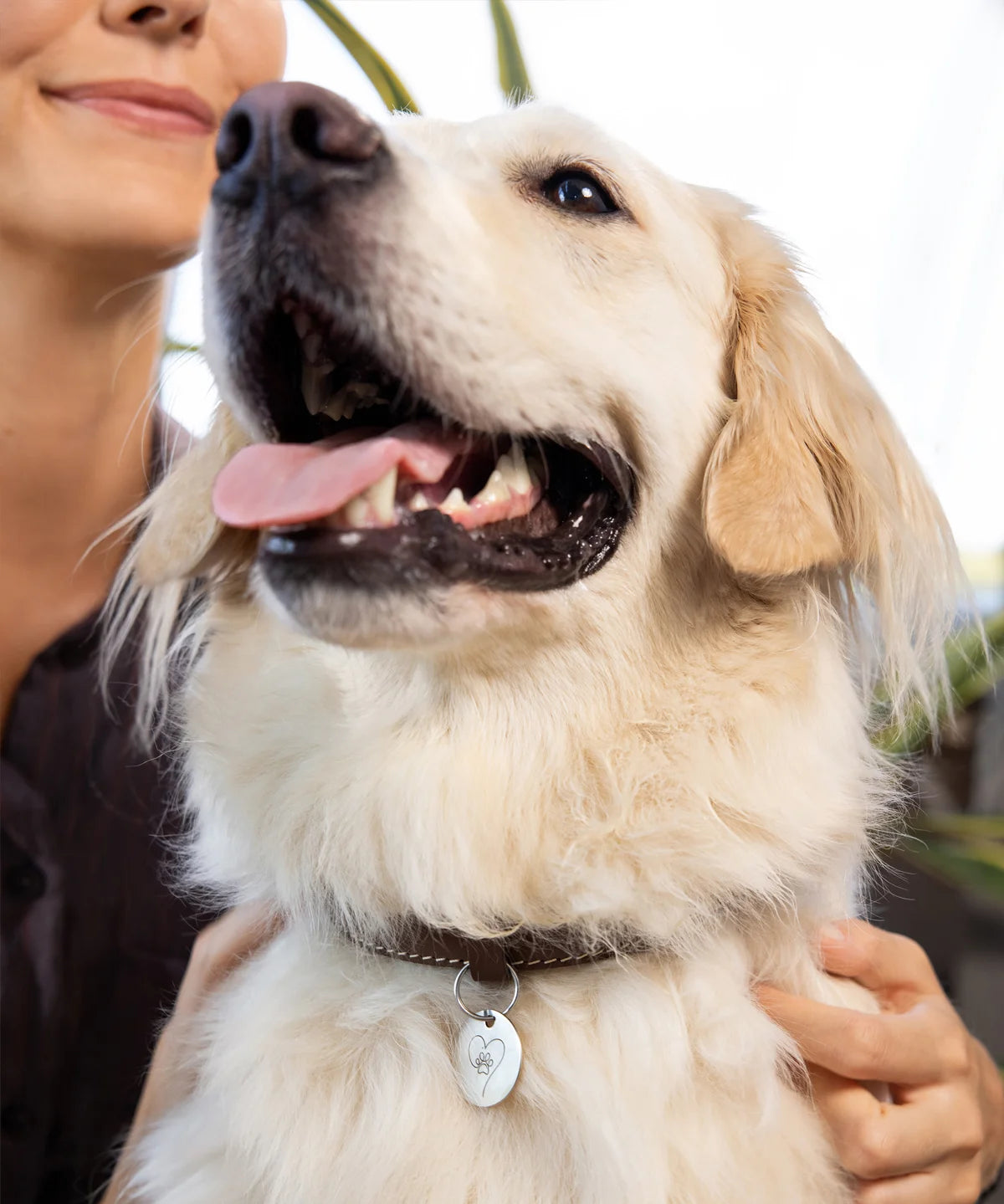 Glücklicher heller Hund mit geöffnetem Maul wird gehalten und trägt ein Halsband mit rundem Pet-Tag-Anhänger von ProEnergetic.