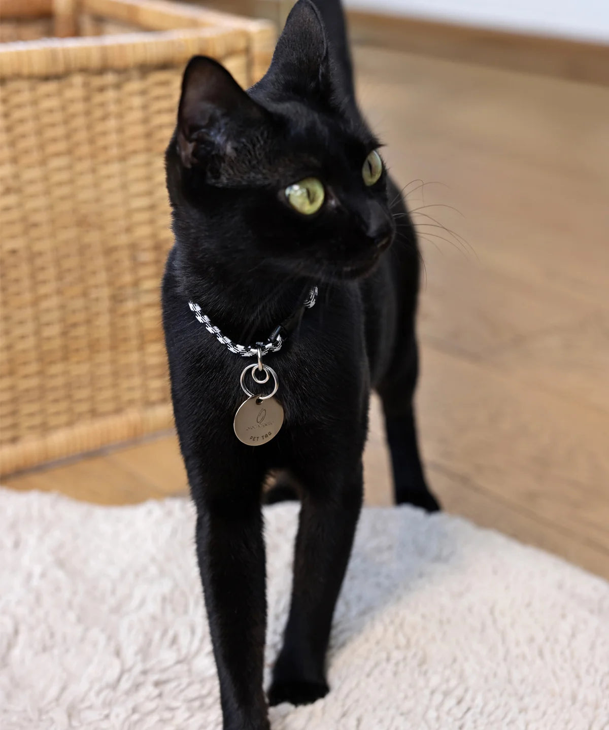 Schwarze Katze steht auf einem hellen Teppich und trägt ein Halsband mit rundem Pet-Tag-Anhänger – mit Pet Tag von ProEnergetic.