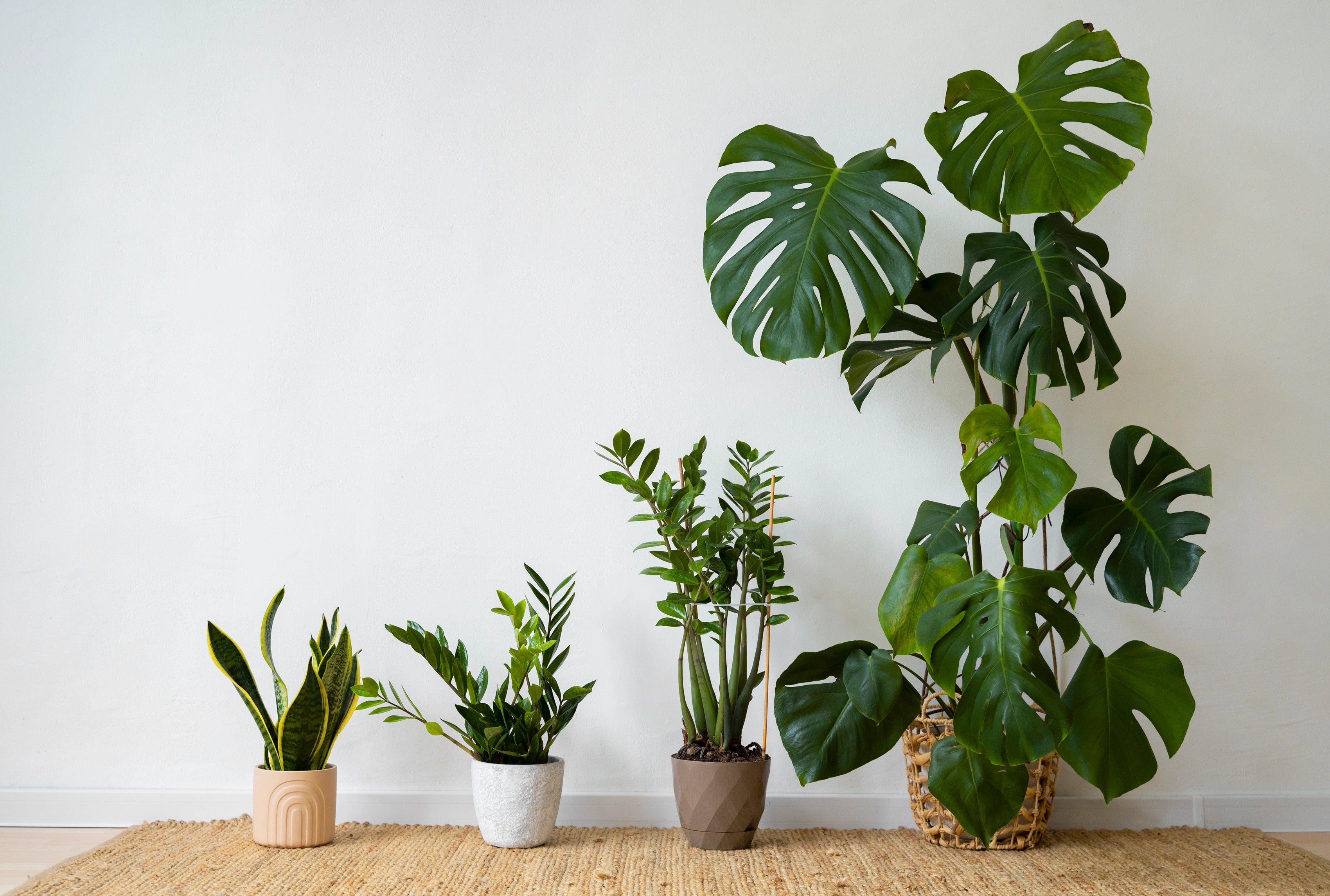 Mehrere grüne Zimmerpflanzen (u. a. Monstera und Zamioculcas) in unterschiedlichen Töpfen vor heller Wand auf Naturteppich.