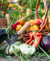 Gemüsekorb mit Paprika, Tomaten und Auberginen im Garten neben Gartengeräten.